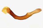 Phallus; Madison County; Jim Petranka.