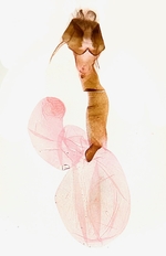Female genitalia; Madison County; Jim Petranka.