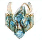 Male genitalia; North Carolina; J.B. Sullivan.
