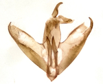 Male genitalia; Richmond County; Jim Petranka.