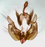 Male genitalia; Madison County; Jim Petranka.