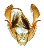 Male genitalia; North Carolina; J.B. Sullivan.
