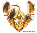 Male genitalia; North Carolina; J.B. Sullivan.