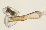 Aedeagus; North Carolina; J.B. Sullivan.