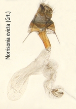Female genitalia; North Carolina; J.B. Sullivan.