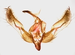 Male genitalia; Henderson County; Jim Petranka. 