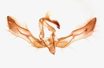 Male genitalia; Henderson County; Jim Petranka.