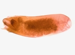 Aedeagus; Henderson County; Jim Petranka.