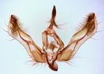 Male genitalia; Madison County; Jim Petranka.