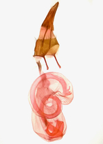 Female genitalia; Madison County; Jim Petranka.