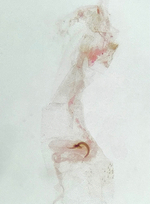 Female genitalia; Orange County; Jim Petranka.