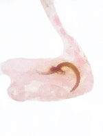 Female signum; Orange County; Jim Petranka.