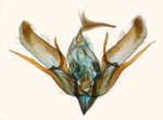 Male genitalia; North Carolina; J.B. Sullivan.
