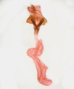 Female genitalia; Madison County; Jim Petranka.