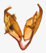 Male genitalia; Madison County; Jim Petranka.