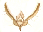 Male genitalia; Richmond County; Jim Petranka.