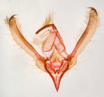 Male genitalia; Richmond County; Jim Petranka.