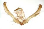 Male genitalia; Richmond County; Jim Petranka.