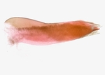 Aedeagus; Richmond County; Jim Petranka.