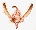 Male genitalia; Richmond County; Jim Petranka.