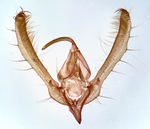 Male genitalia; Richmond County; Jim Petranka.