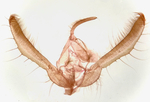 Male genitalia; Richmond County; Jim Petranka.