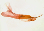 Aedeagus; Richmond County; Jim Petranka.