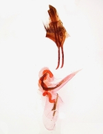 Female genitalia; Richmond County; Jim Petranka.