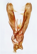 Male genitalia; Madison County; Jim Petranka.