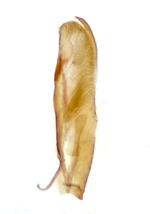 Male valve; Madison County; North Carolina.