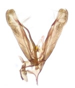 Male genitalia; Henderson County; Jim Petranka