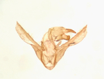 Male genitalia; Richmond County; Jim Petranka.