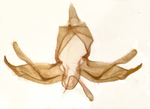Male genitalia; Madison County; Jim Petranka.