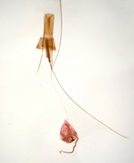  Female genitalia; Moore County; Jim Petranka.
