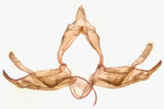 Male genitalia; Orange County; Jim Petranka.