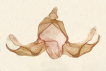 Male genitalia; Madison County; Jim Petranka.