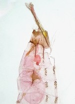 Female genitalia; Orange County; Jim Petranka.