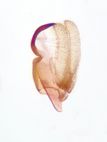 Male genitalia; Orange County; Jim Petranka.