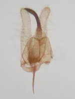 Male genitalia; Orange County; Jim Petranka.