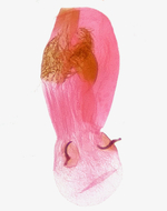 Female genitalia (bursa); Madison County; Jim Petranka.