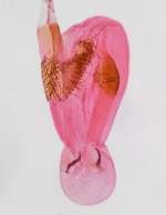 Female bursa; Madison County; Jim Petranka.