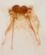 Male genitalia; Richmond County; Jim Petranka.