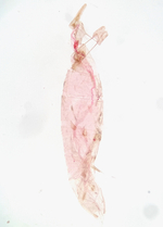 Female genitalia; Richmond County; Jim Petranka.