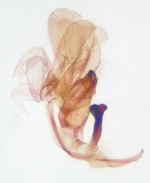 Male genitalia; Richmond County; Jim Petranka.