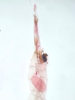 Female genitalia; Mecklenburg County; Jim Petranka.