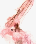 Female genitalia; Madison County; Jim Petranka.