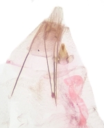 Female genitalia; Madison County; Jim Petranka.