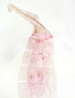 Female genitalia; Madison County; Jim Petranka.