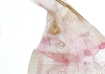 Female genitalia; Madison County; Jim Petranka.