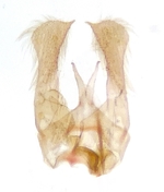 Male genitalia; Madison County; Jim Petranka.